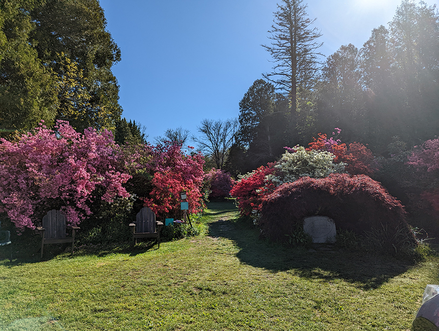 Azalea Garden Sunny Day Azalea Garden