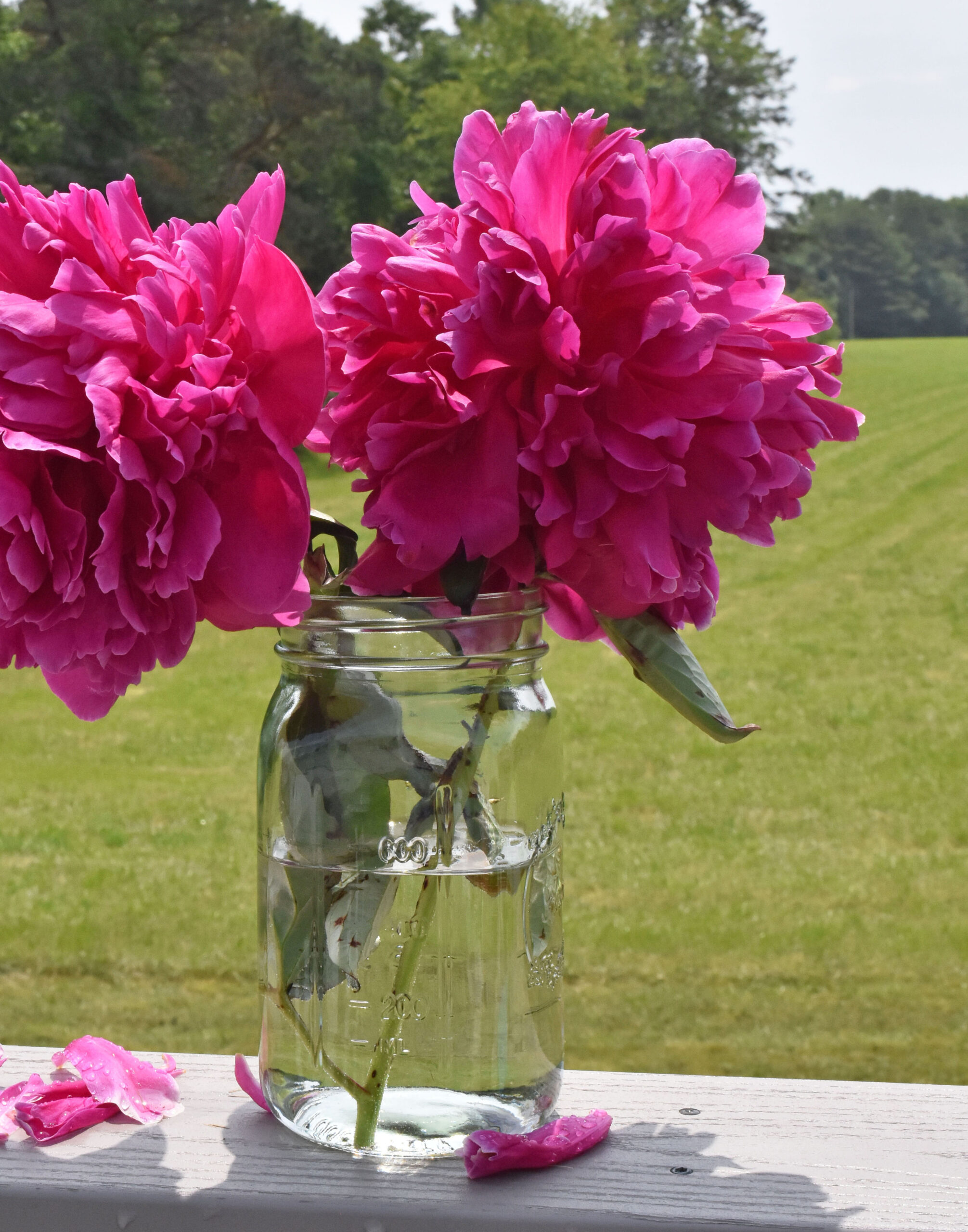 Fuchsia Peony Original Refernce